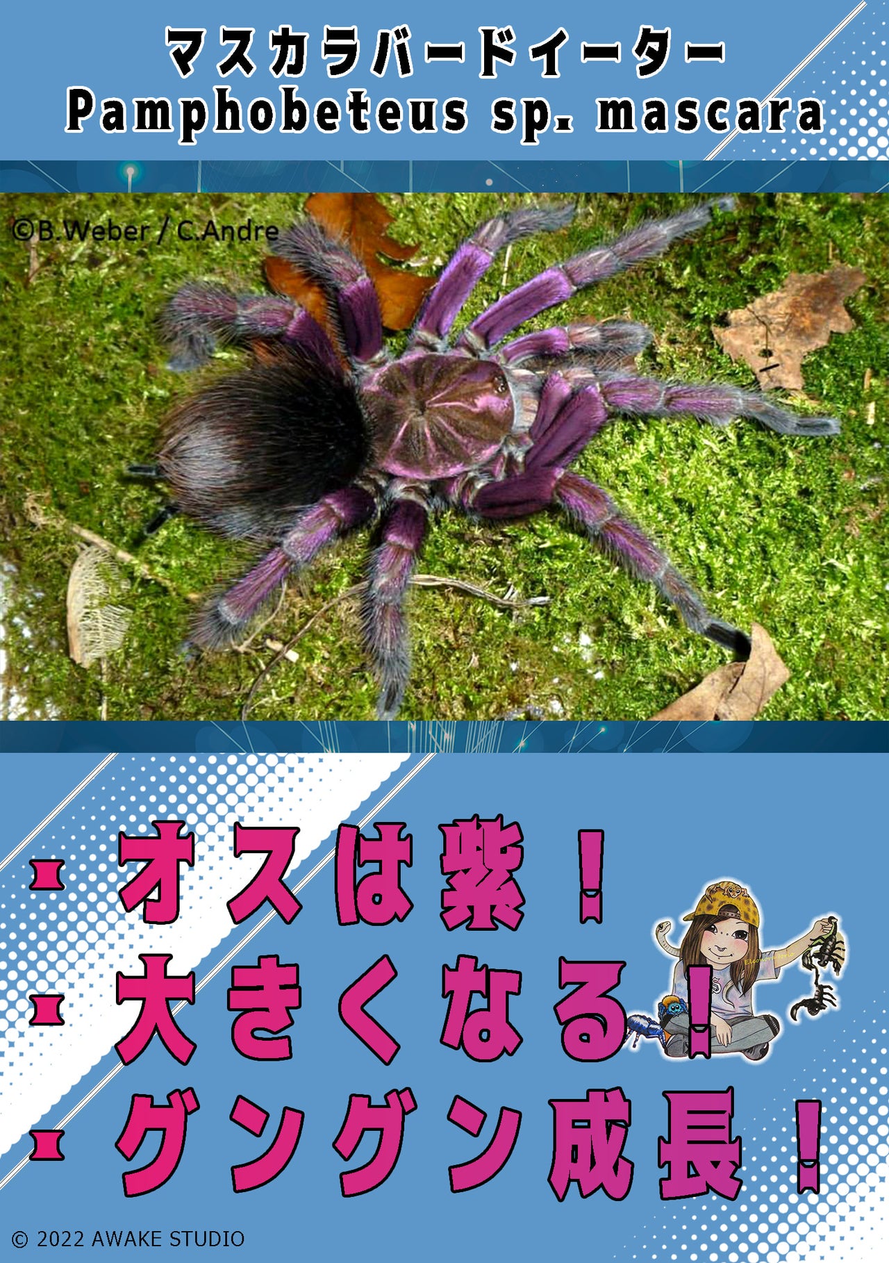 セット販売 | 奇蟲屋 榊(タランチュラ通販店) セット販売 | 奇蟲屋 榊(タランチュラ通販店)