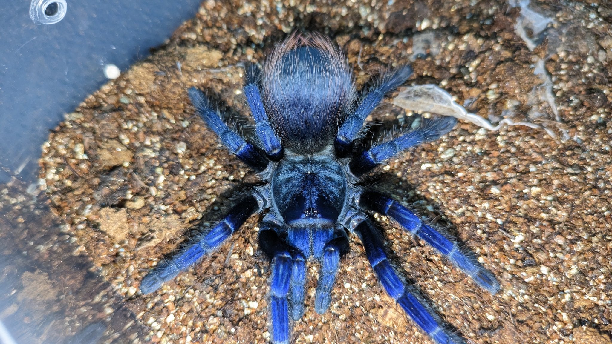 ブラジリアンブルー/サジマズブルー/Lasiocyano sazimai【幼体】3匹