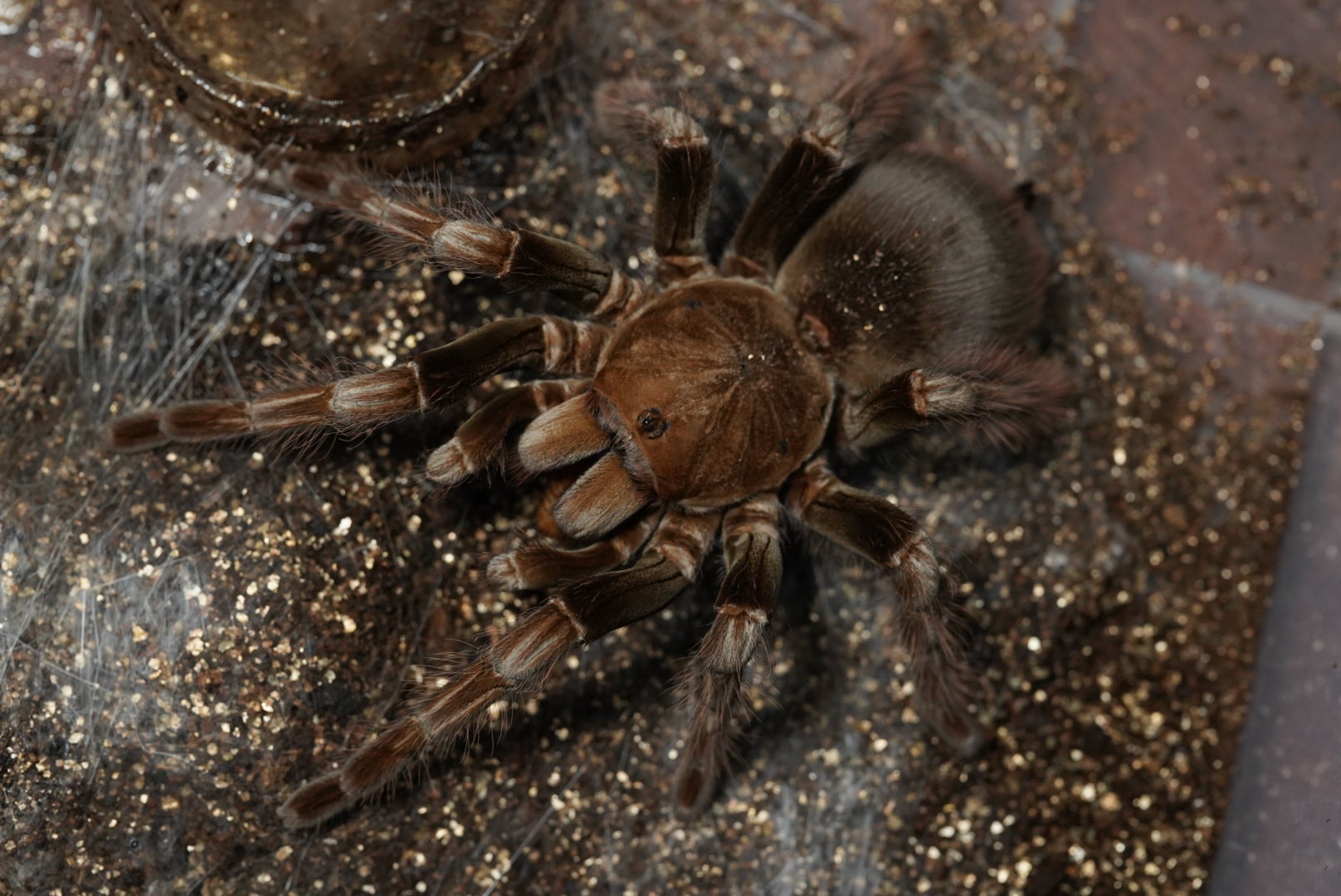 マスカラバードイーター/Pamphobeteus sp. mascara【幼体】3匹セット