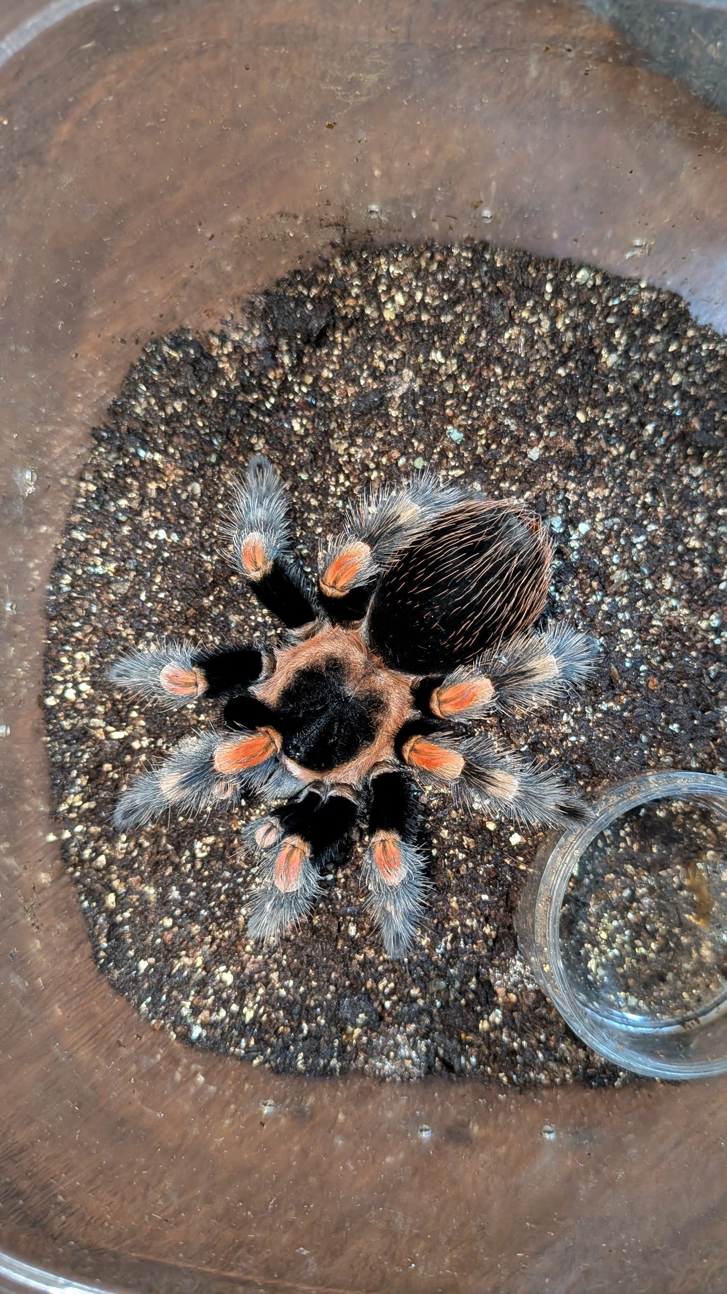 メキシカンレッドニー/Brachypelma hamorii 【ヤングオス】 | 奇蟲屋 