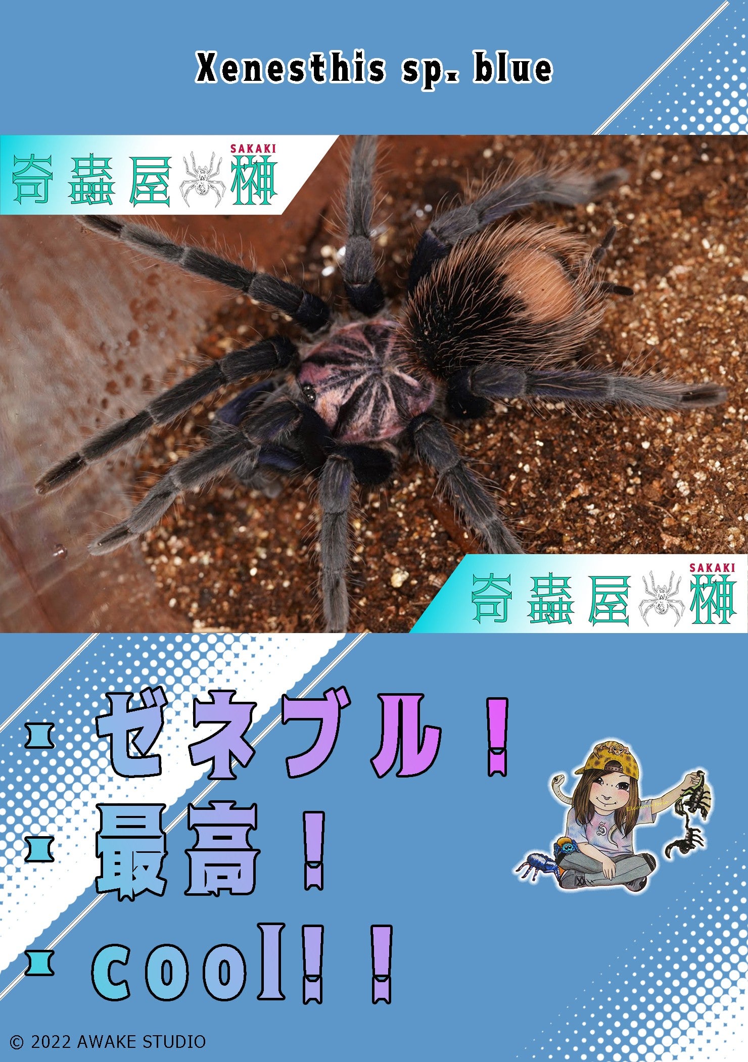 Xenesthis sp. blue【幼体】 | 奇蟲屋 榊（タランチュラ通販店）