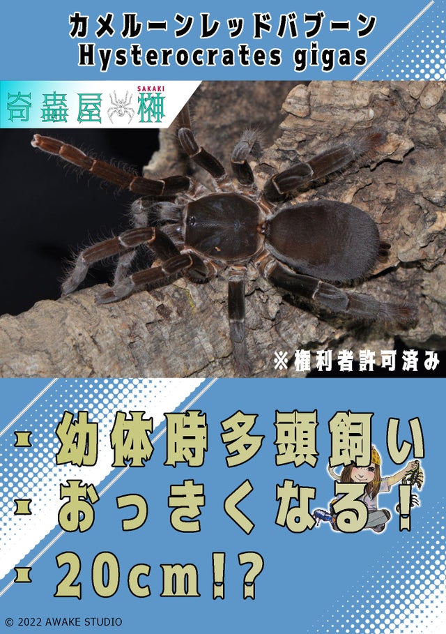🔥新入荷🔥 | 奇蟲屋 榊（タランチュラ通販店）- Japanese Tarantula