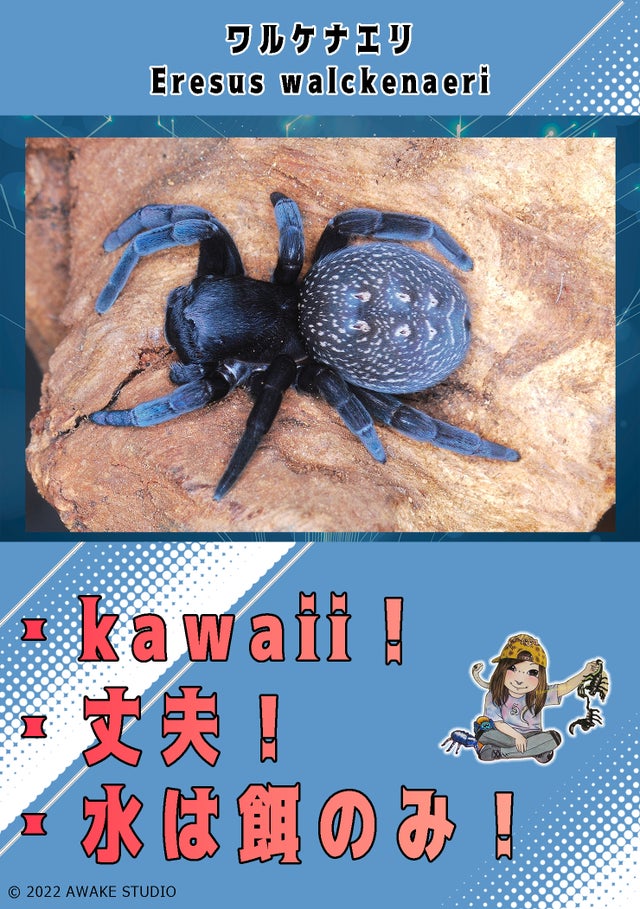 .cute!! / タランチュラ hq720.jpg?sqp=-