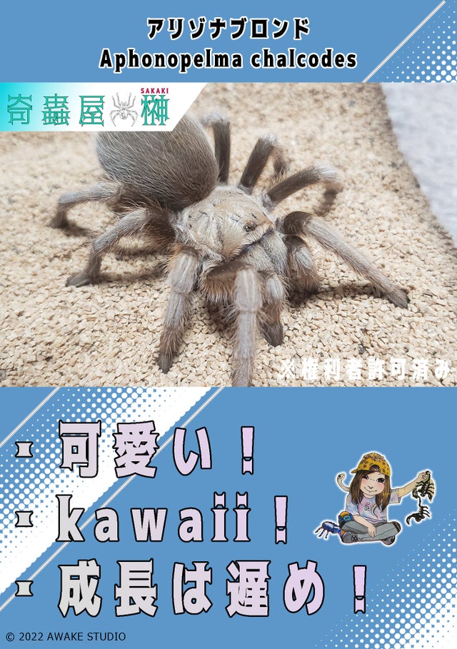 🔥新入荷🔥 | 奇蟲屋 榊（タランチュラ通販店）- Japanese Tarantula