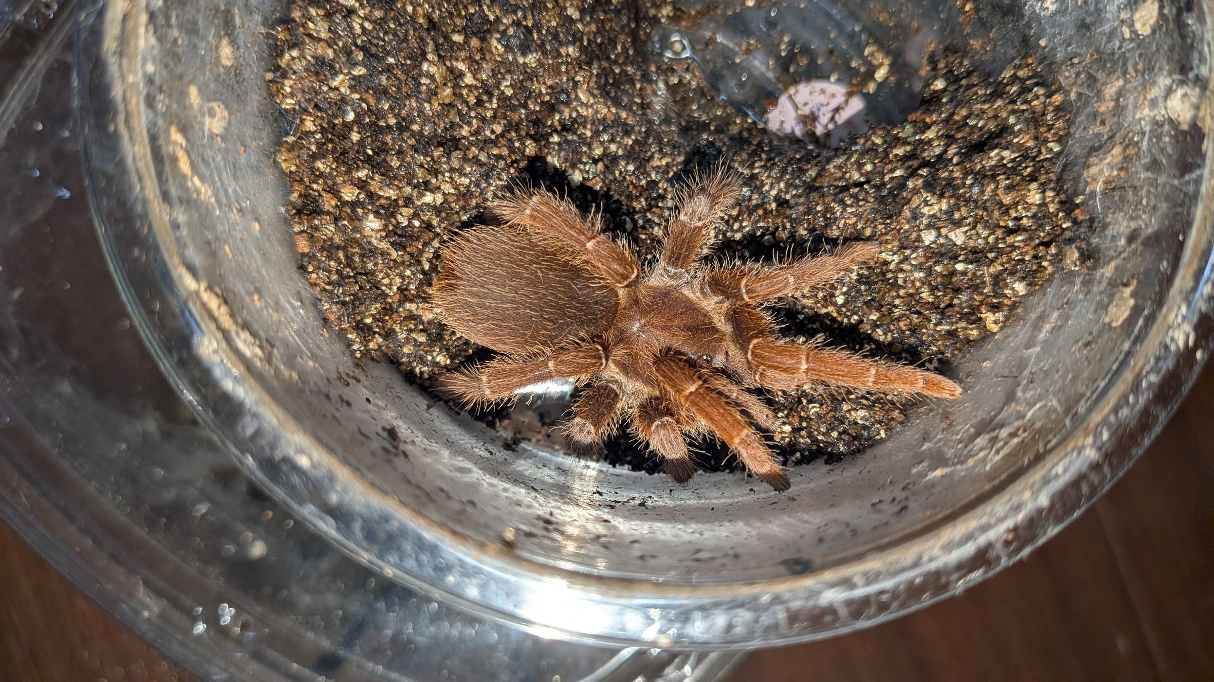 キングバブーン/Pelinobius muticus【育った幼体】オス | 奇蟲屋 榊