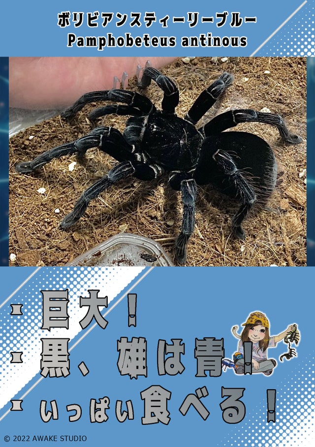 ペルー産　珍色　ルリオニカミキリ　45mm 1/24 ワークスの鷹 ケンメリ4Drワークス – viviON BLUE