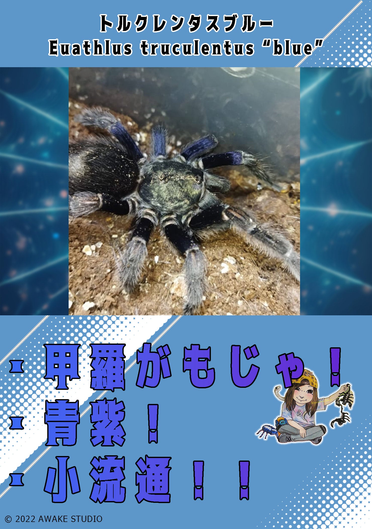 訳アリ確認用。タランドゥス 新】トルクレンタスブルー/Euathlus truculentus blue 【幼体】 | 奇蟲