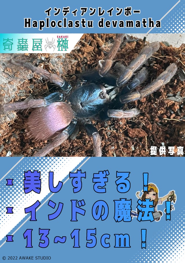 🔥新入荷🔥 | 奇蟲屋 榊（タランチュラ通販店）