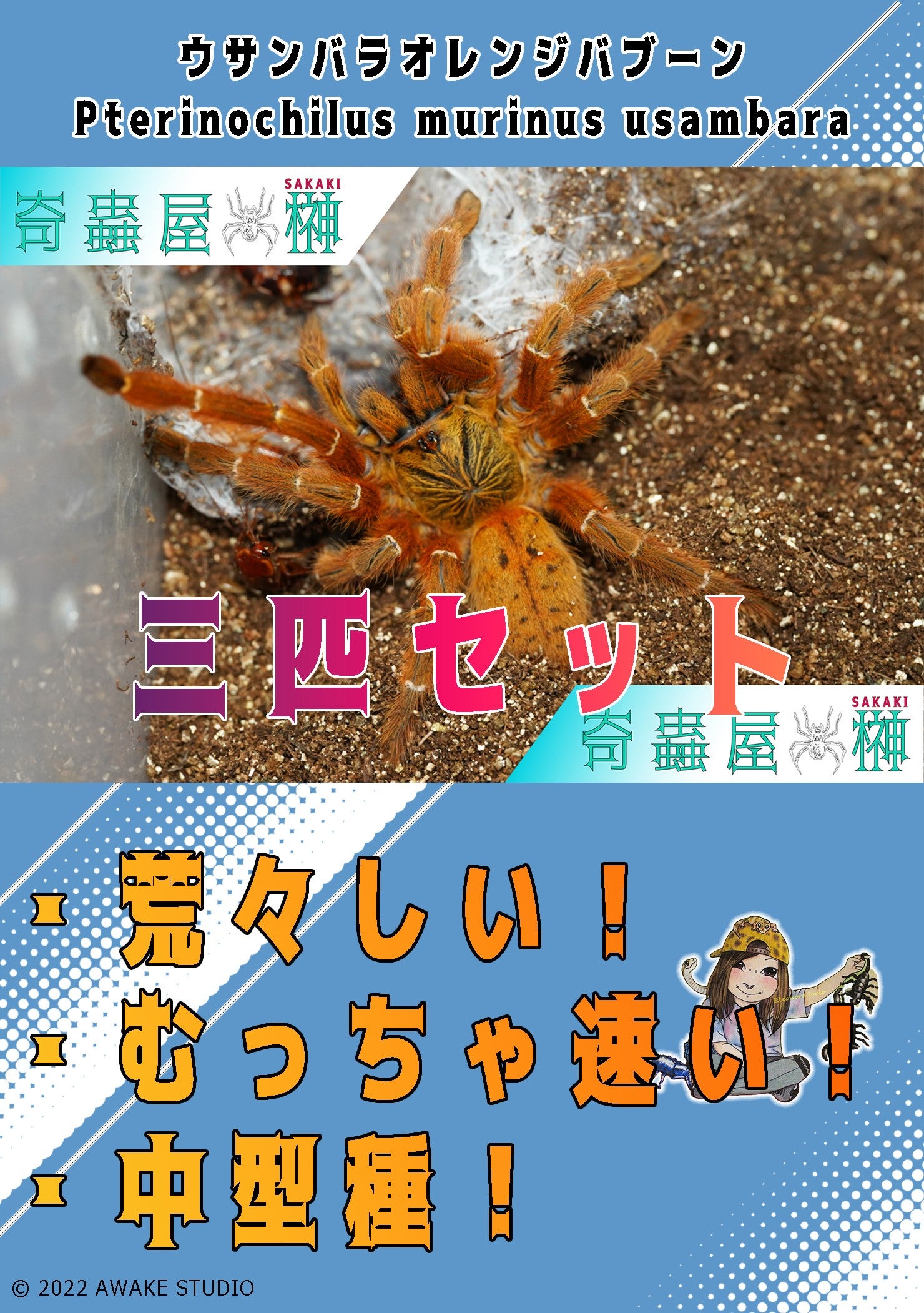 ウサンバラオレンジバブーン2匹セット タランチュラ ウサンバラ 
