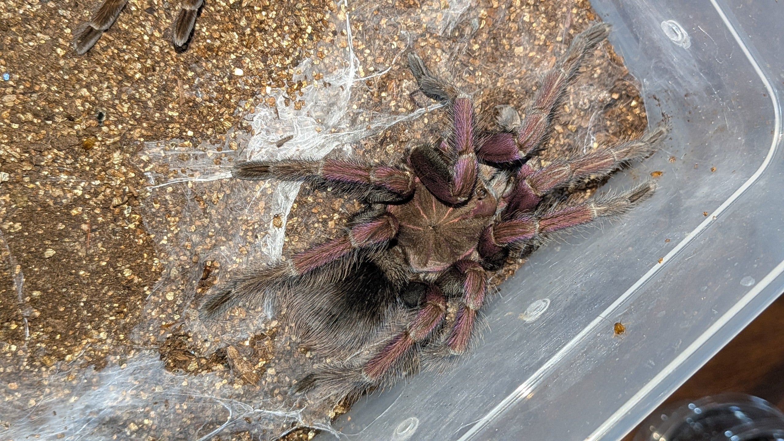 マスカラバードイーター/Pamphobeteus sp. mascara【最終脱皮♂】2026