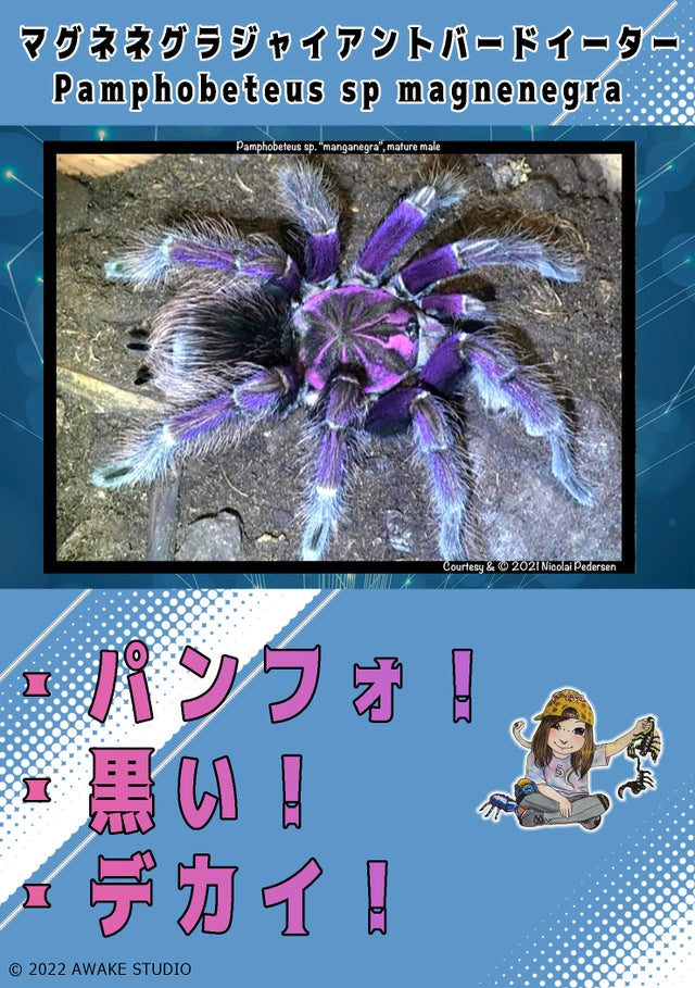 🔥新入荷🔥 | 奇蟲屋 榊（タランチュラ通販店）- Japanese Tarantula