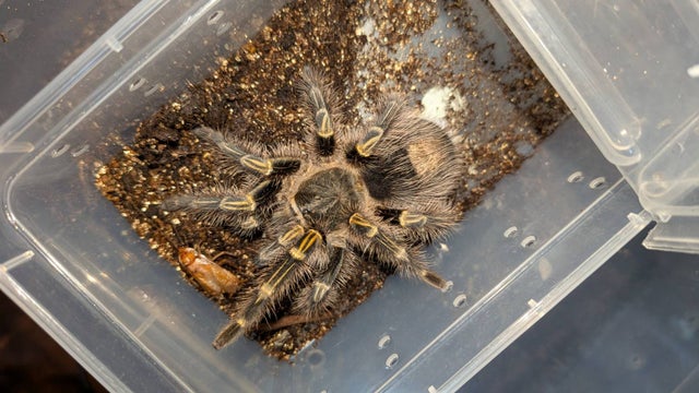 奇蟲屋 榊（タランチュラ通販店）- Japanese Tarantula Online Store