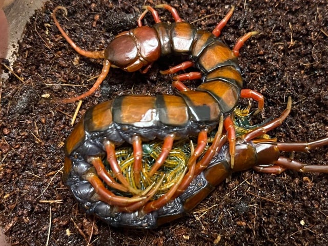 ラオスジャコ（1メス・ラオス） Maison MIHARA YASUHIRO ONLINE STORE（ミハラヤスヒロ