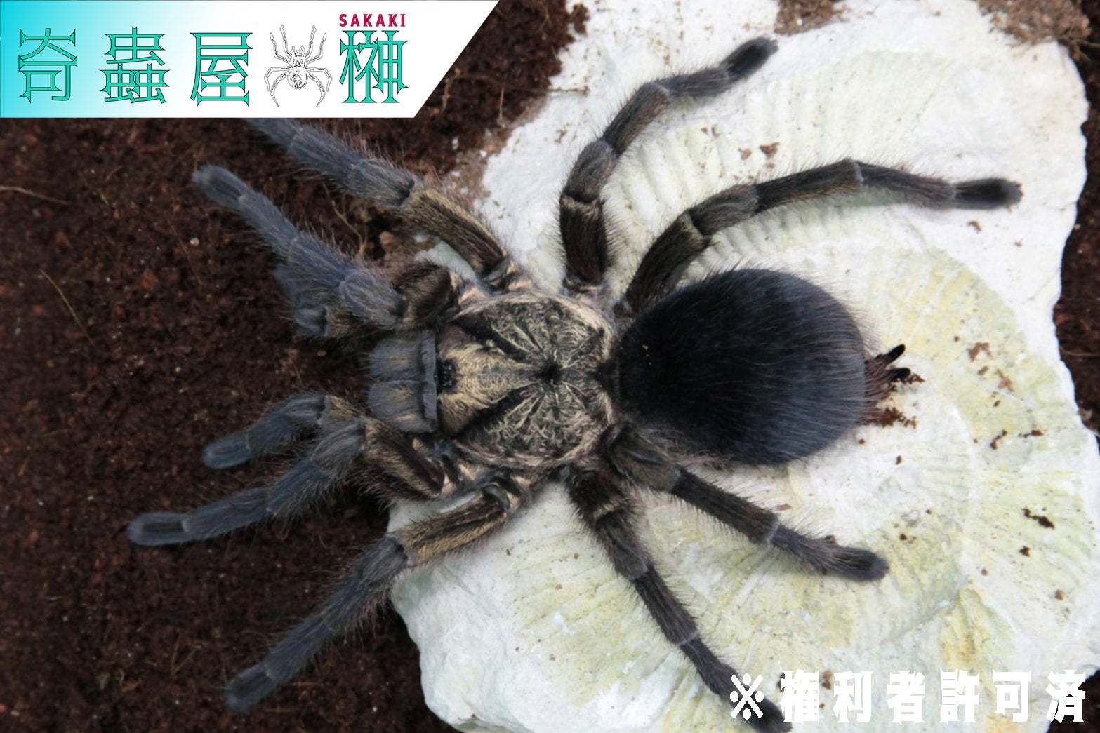 キューバンブロンズ/Phormictopus auratus【幼体】 当店CB | 奇蟲屋 榊