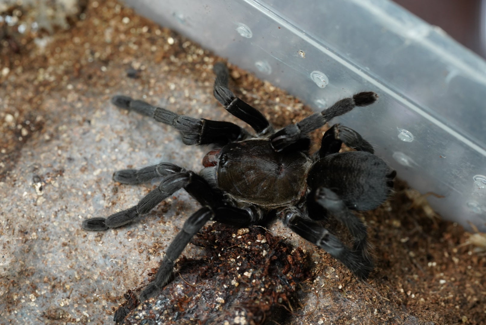タイランドブラック ビッグブラック ランパン産/Cyriopagopus sp