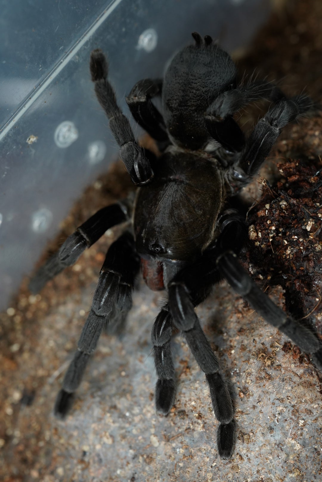 タイランドブラック ビッグブラック ランパン産/Cyriopagopus sp