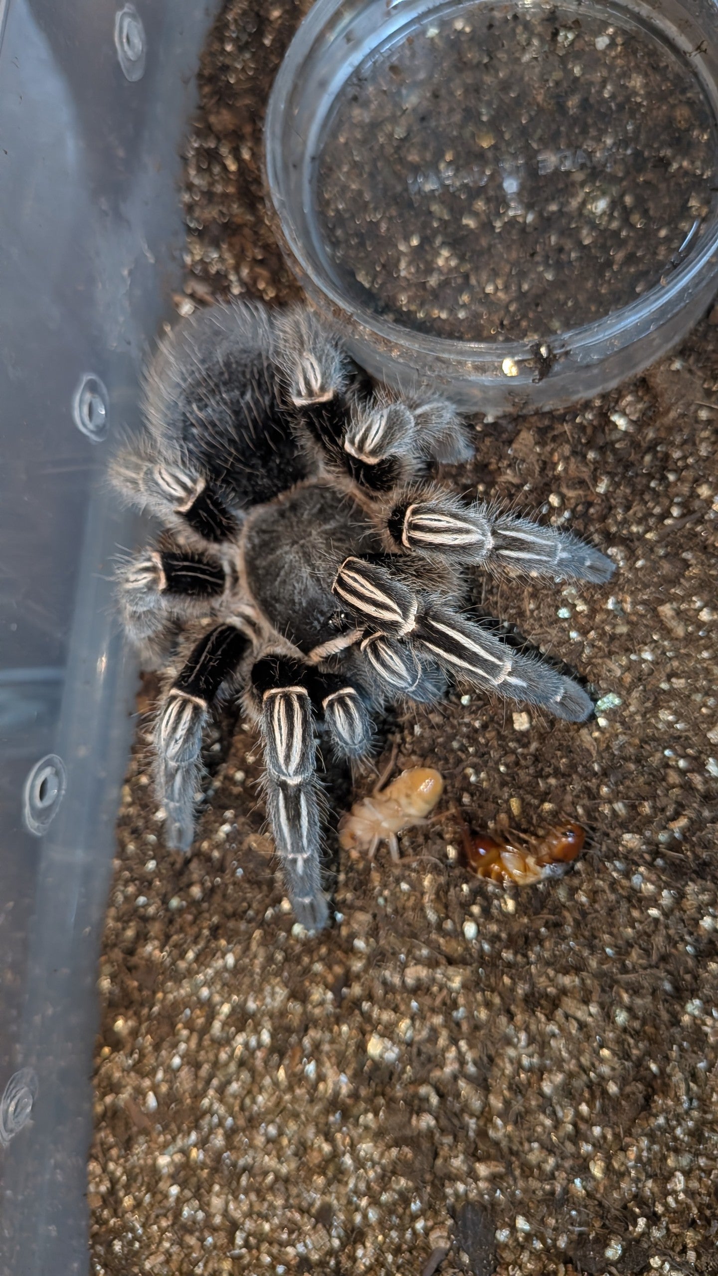 コスタリカンゼブラレッグ/Aphonopelma seemanni 【アダルト♀】 | 奇
