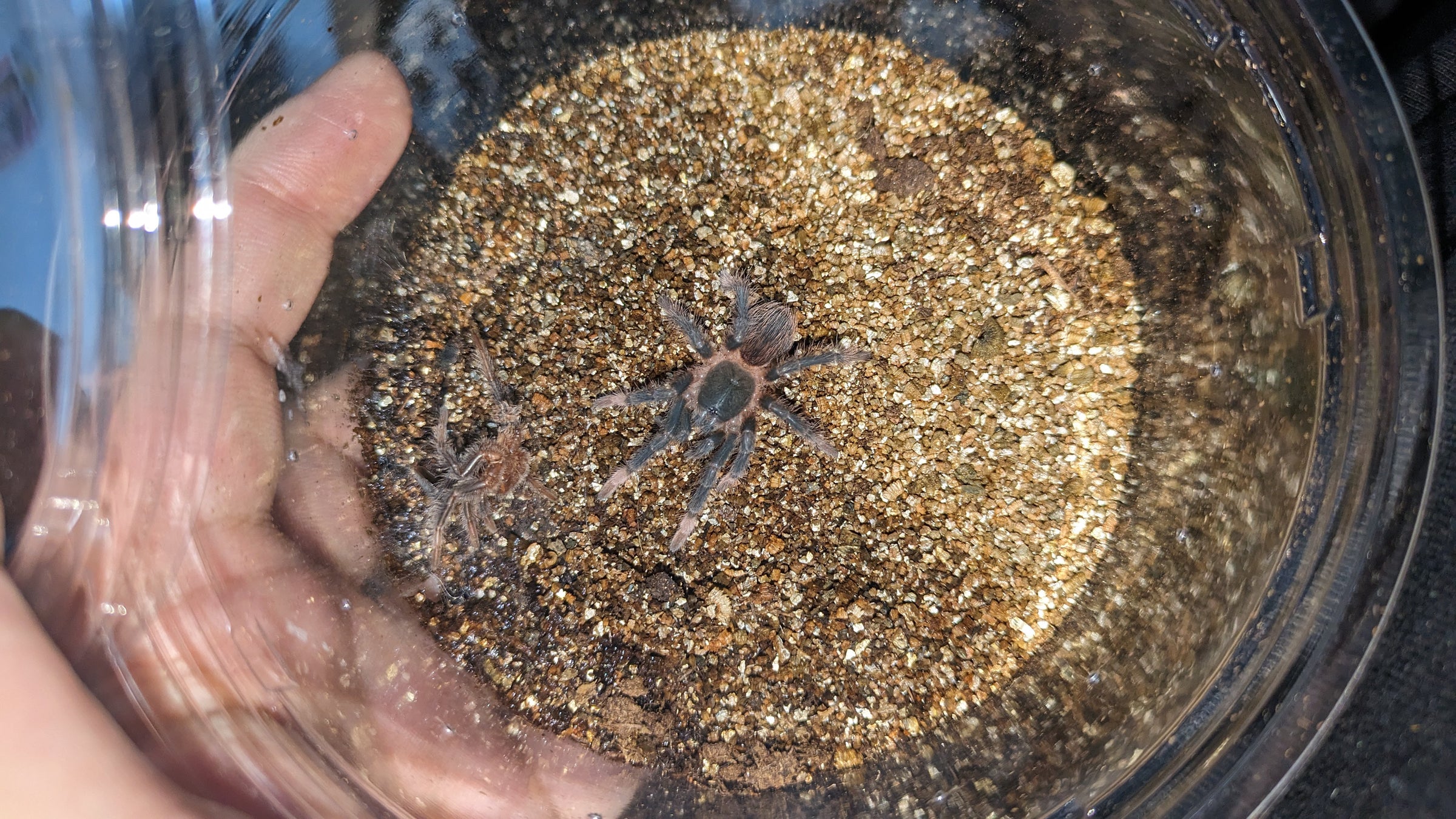 コスタリカンレッドレッグ/Abdomegaphobema mesomelas【幼体】 | 奇蟲