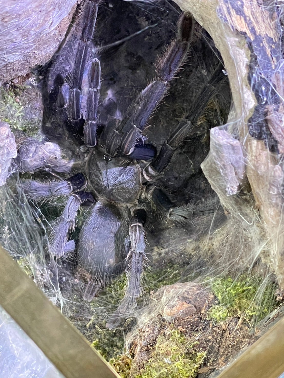 ハードメイプル　虎斑杢　スドラド　蘇芳染め　顎当て コラボモデルBIRD STRAP×More Shines | B.AIR