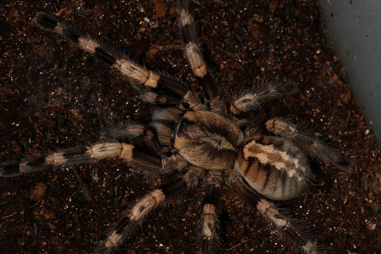 🔥新入荷🔥 | 奇蟲屋 榊（タランチュラ通販店）- Japanese Tarantula