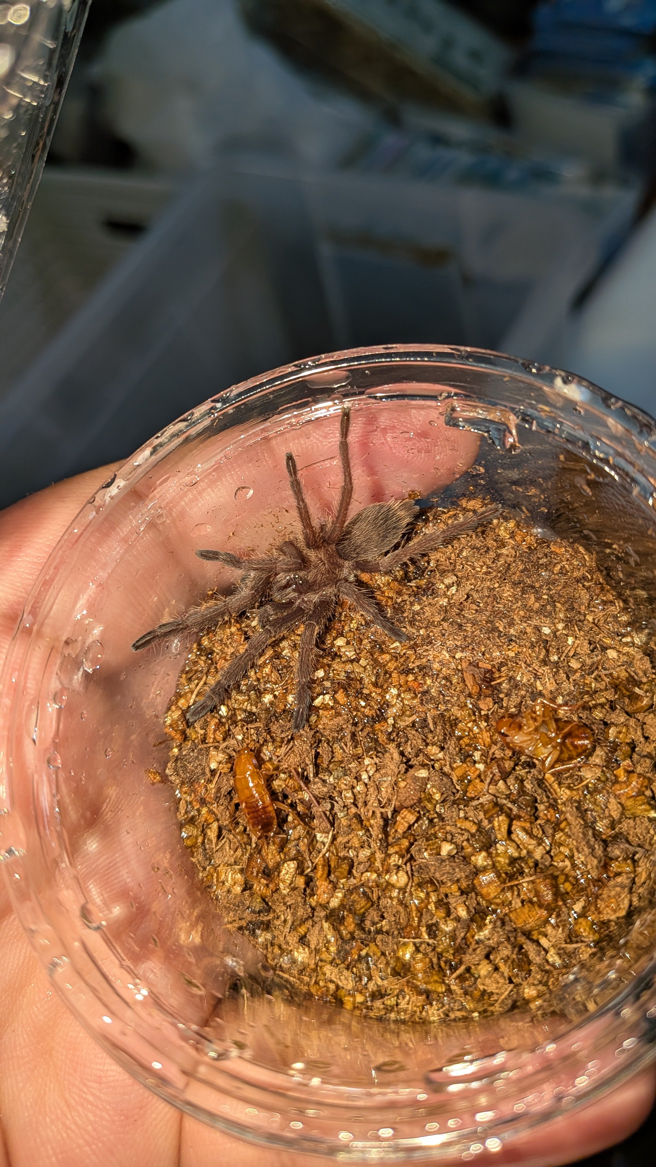 タイ産 直輸入 タランチュラ chilobrachys sp orange 出品個体です。 Chilobrachys | オモニキチュウ