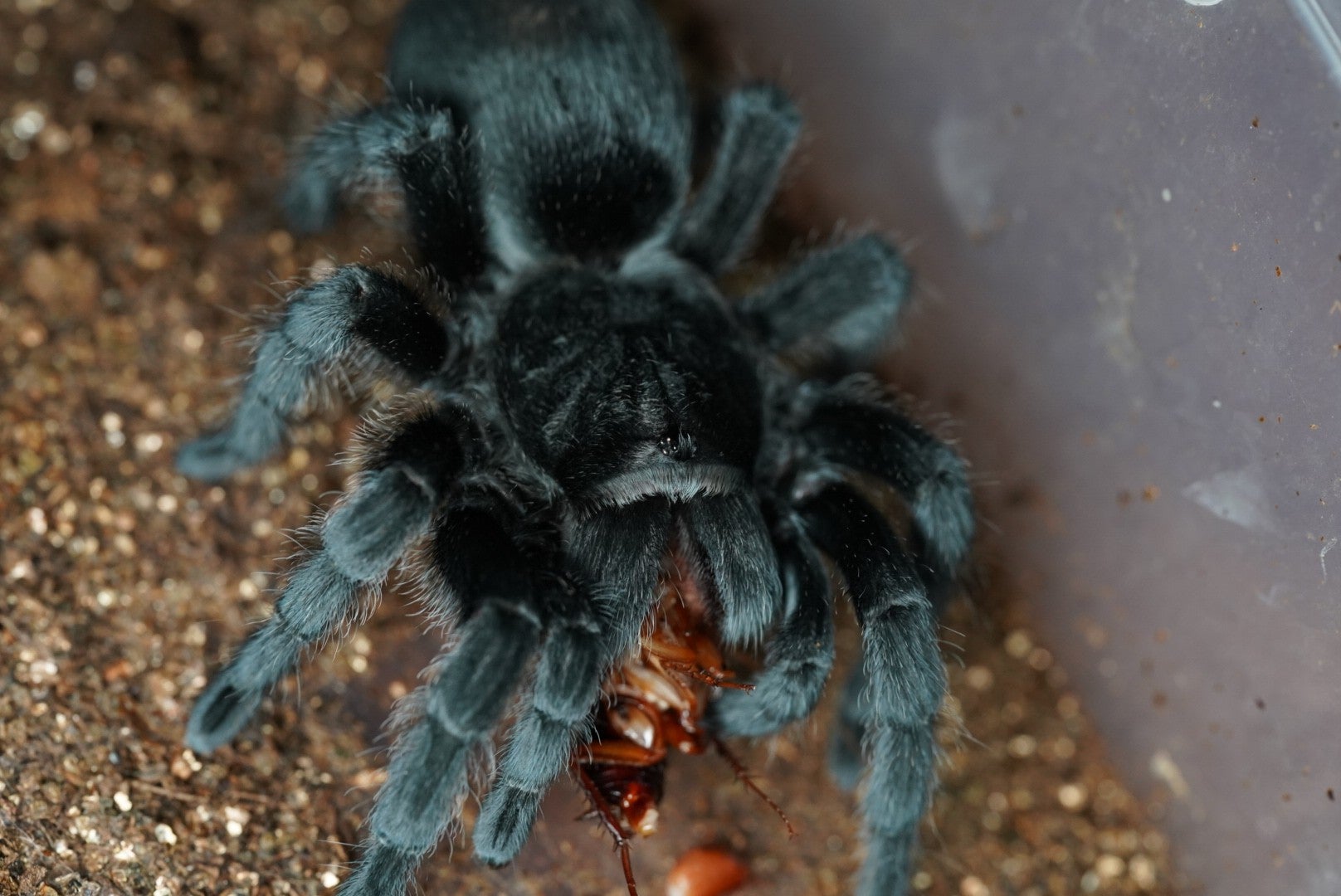 ブラジリアンブラック/Grammostola pulchra【幼体】 | 奇蟲屋 榊
