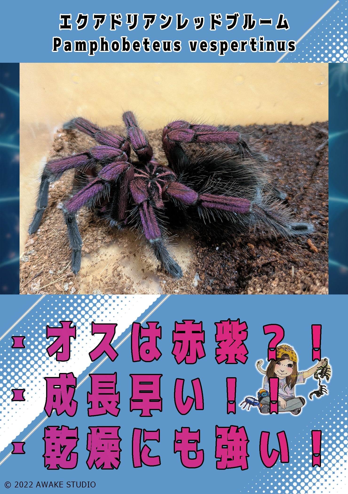 新】レッドブルームタランチュラ/Pamphobeteus vespertinus【幼体