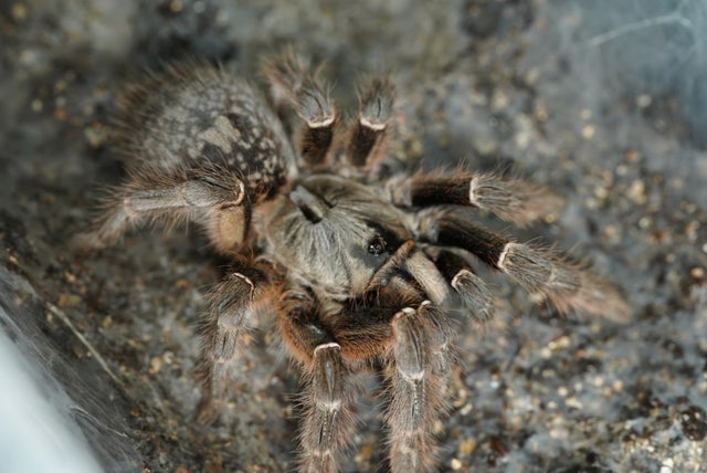 🔥新入荷🔥 | 奇蟲屋 榊（タランチュラ通販店）