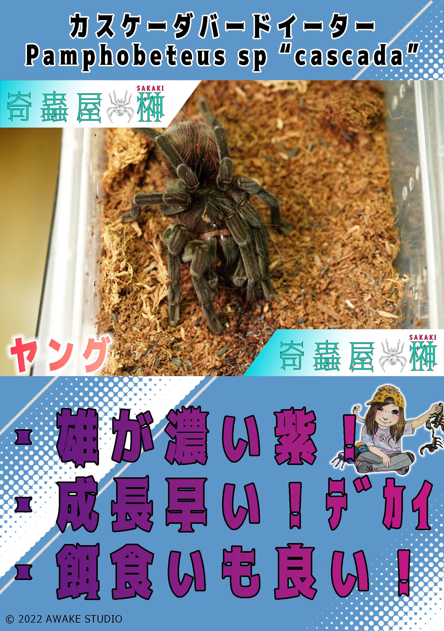 新】カスケーダバードイーター/Pamphobeteus sp cascada【幼体】 | 奇