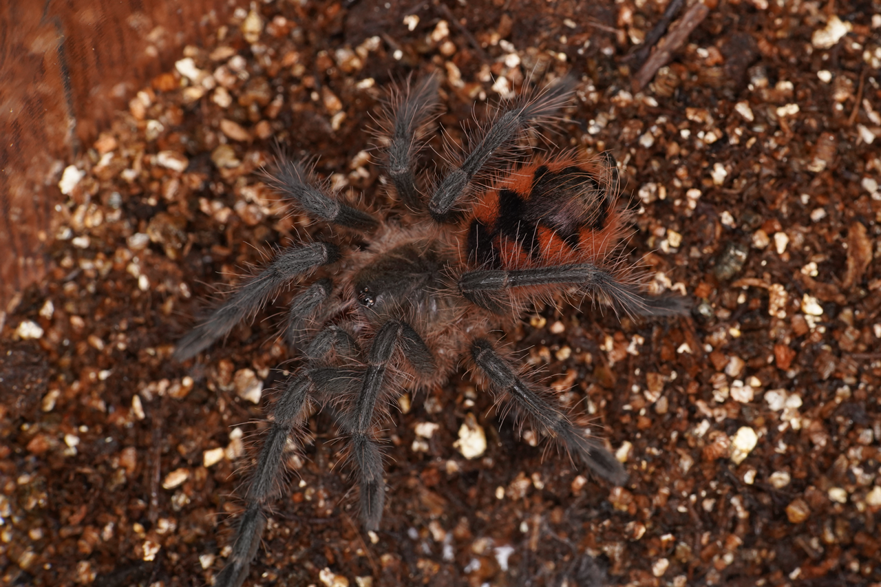 ミッドナイトブラックバードイーター/ Pamphobeteus sp tigris