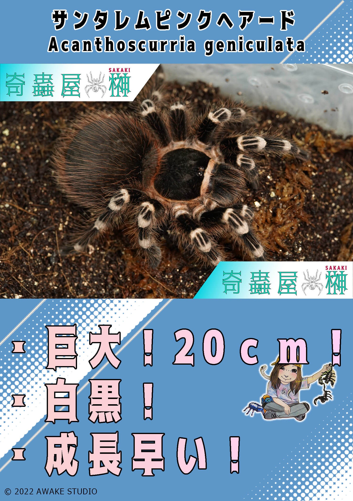 サンタレムピンクヘアード/Acanthoscurria geniculata【幼体】 | 奇蟲 