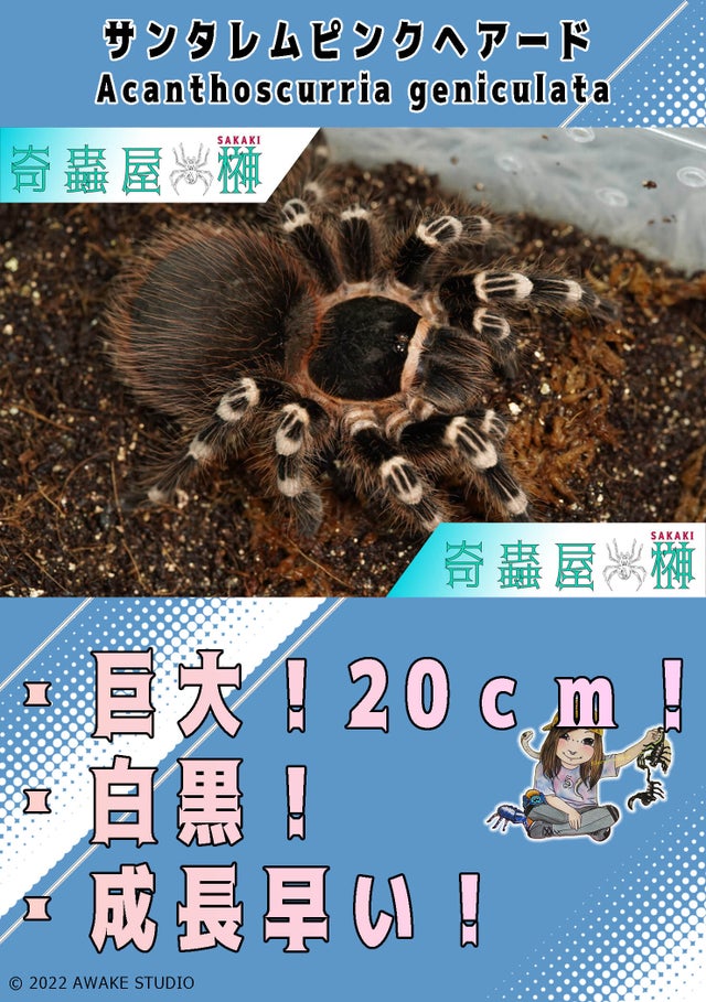 🔥新入荷🔥 | 奇蟲屋 榊（タランチュラ通販店）