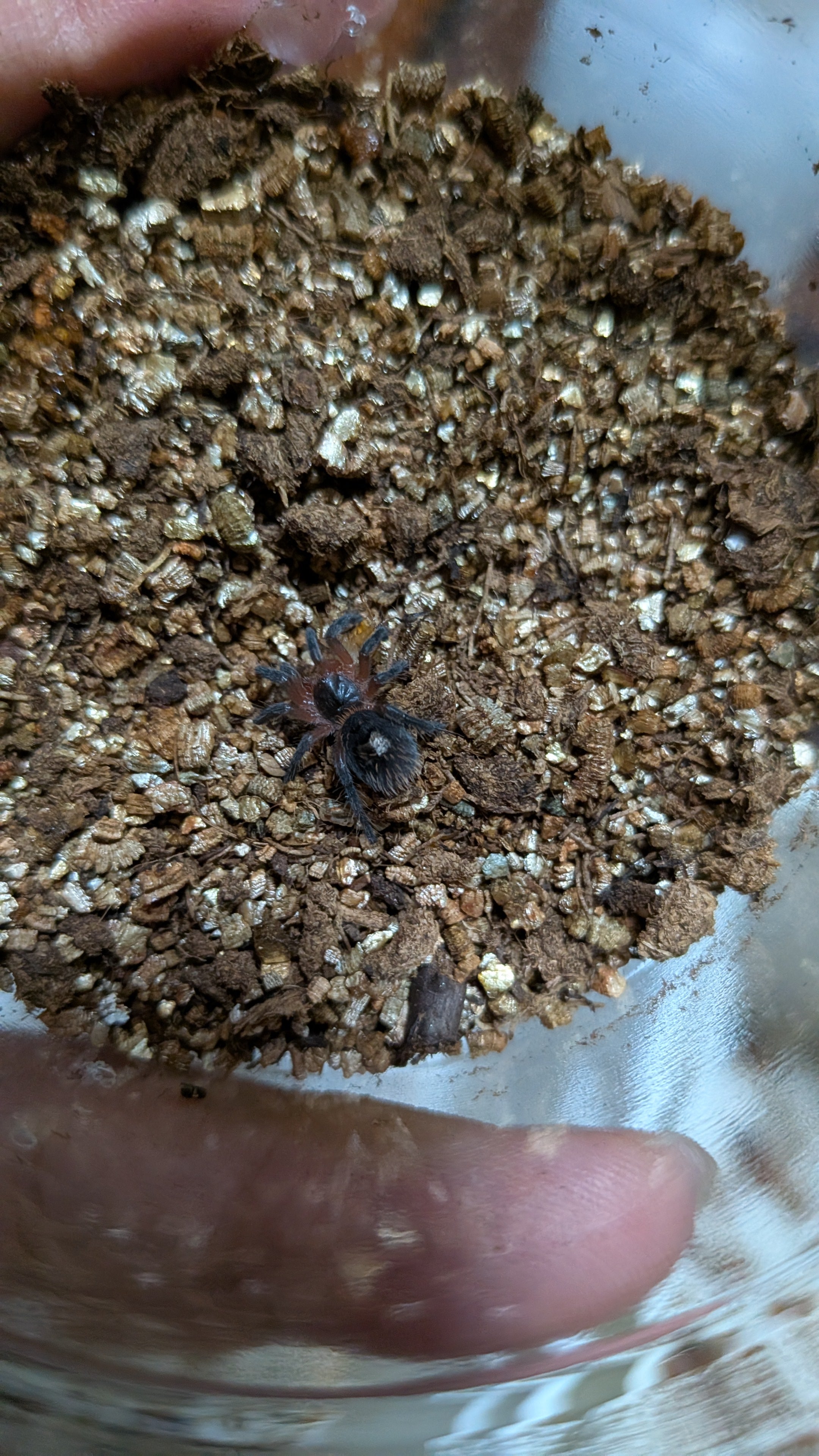 新】マニカタグリーンベルベット/Euathlus manicata green【幼体