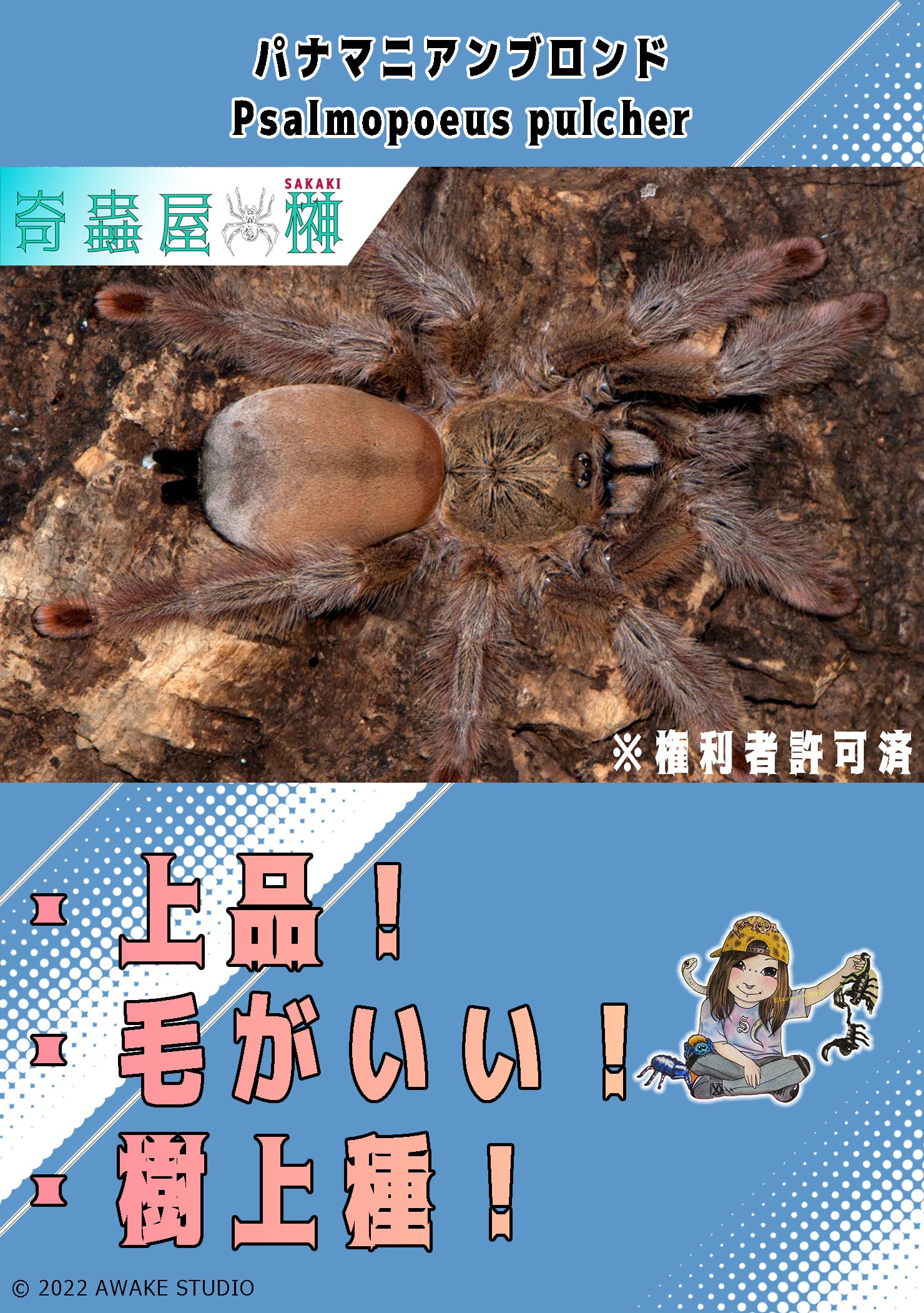 奇蟲屋 榊（タランチュラ通販店）- Japanese Tarantula Online Store