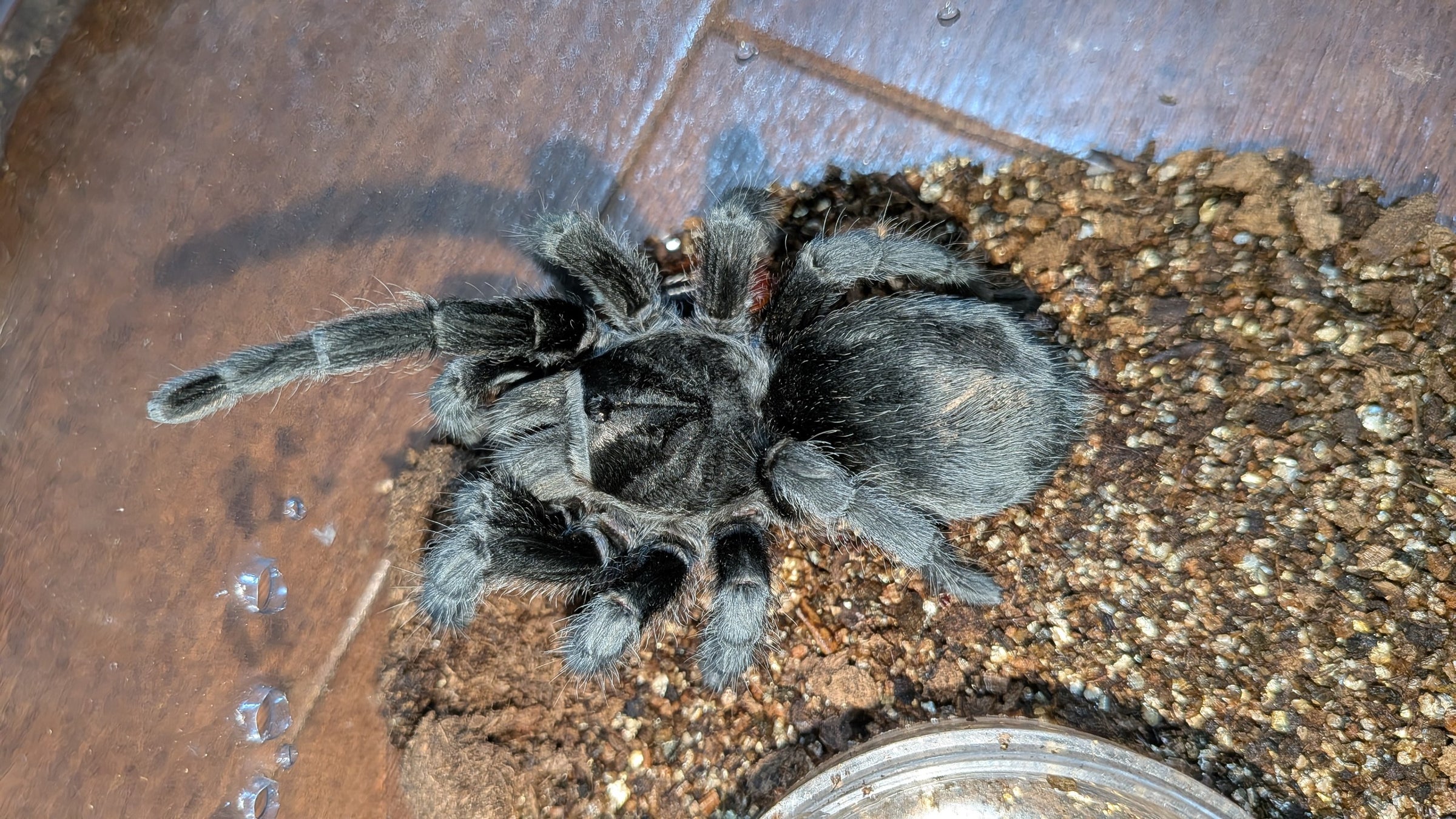 その他 タランチュラ ブラジリアンブラック オス 1歳