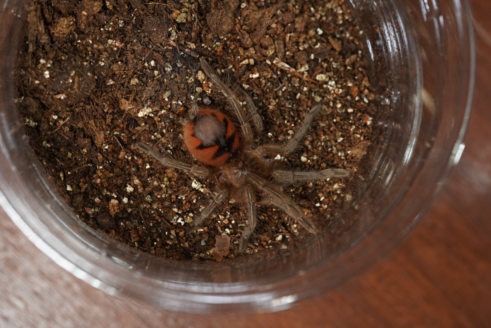 マナビバードイーター/Pamphobeteus sp manabi【ヤング】 | 奇蟲屋 榊