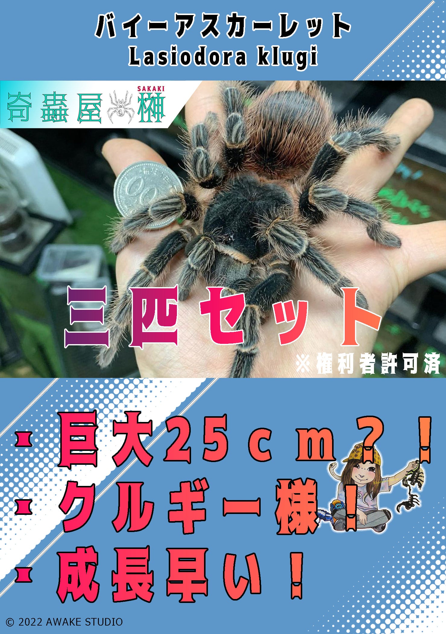 新】バイーアスカーレット/Lasiodora klugi【幼体】 3匹セット | 奇蟲