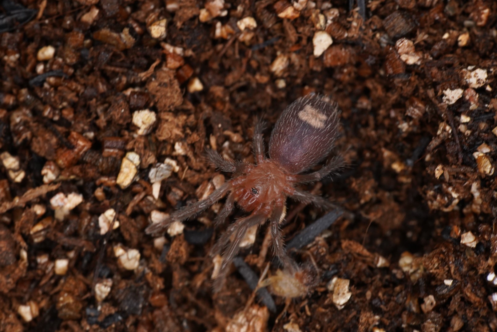 Thrixopelma cyanoleum blue【幼体】 | 奇蟲屋 榊（タランチュラ通販店）
