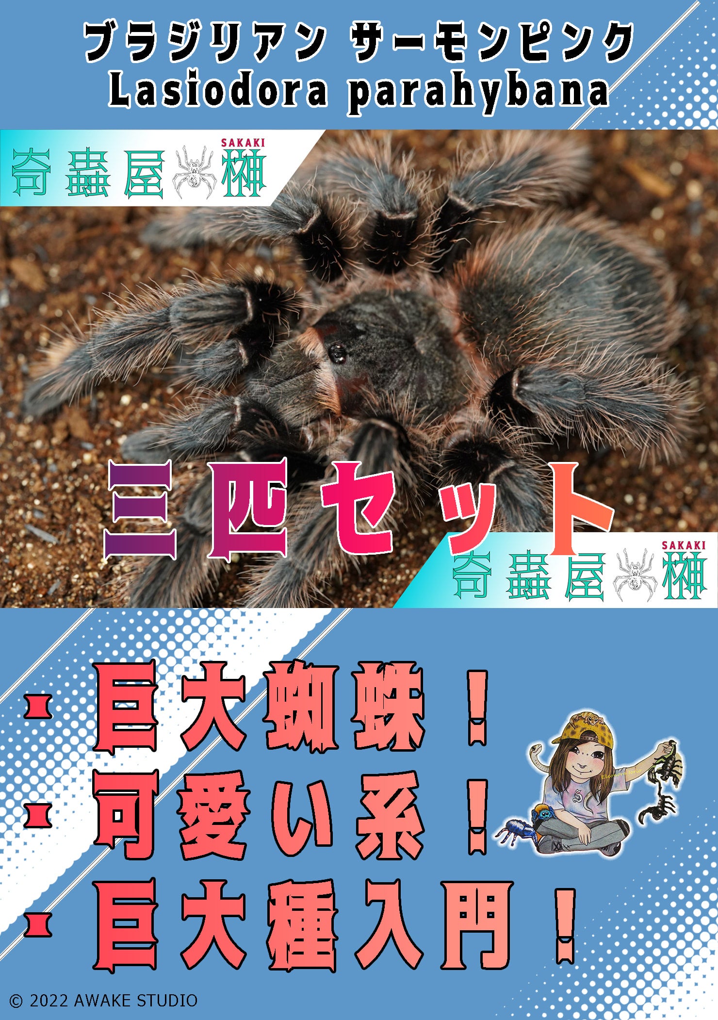 奇蟲屋 タイ産 タランチュラ ゼブラ アダルト個体 約40mm 榊