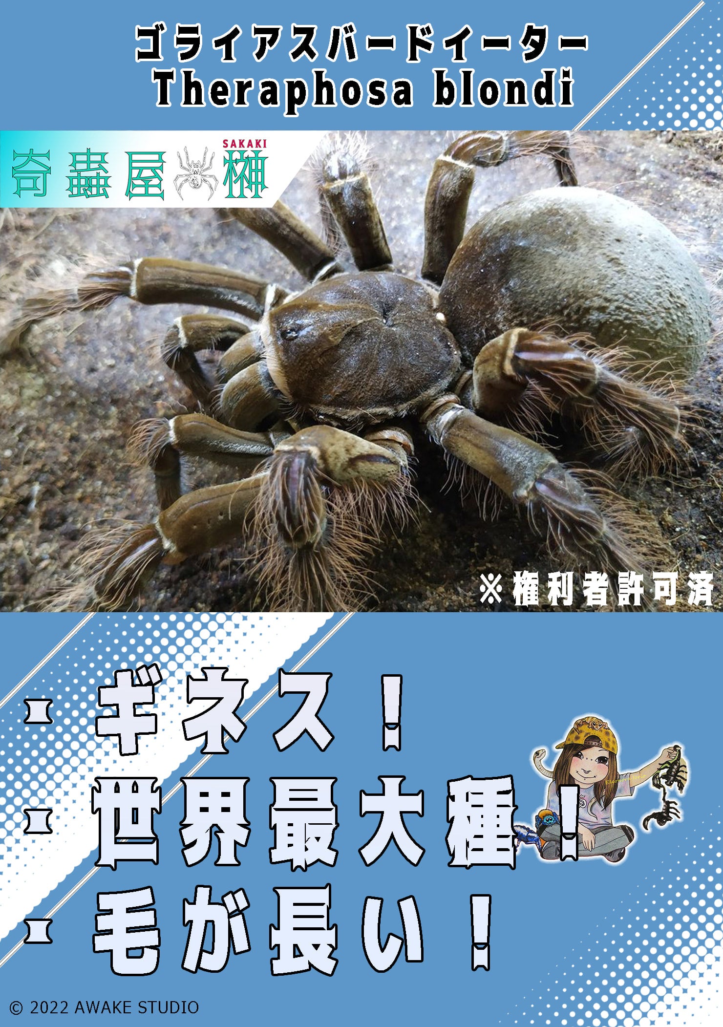 ゴライアスバードイーター/Theraphosa blondi【育った幼体】 | 奇蟲屋