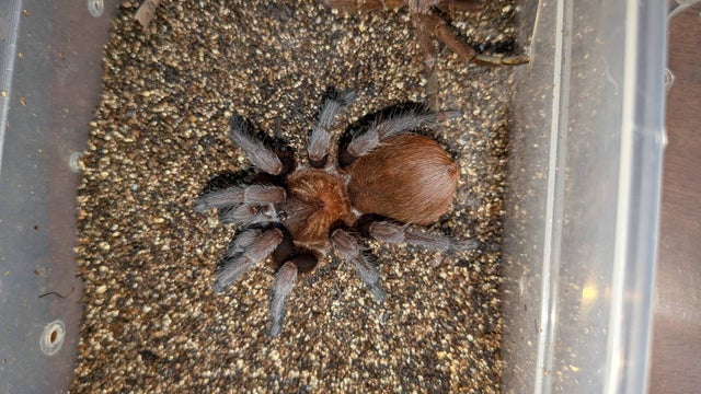 セット販売 | 奇蟲屋 榊（タランチュラ通販店）- Japanese Tarantula