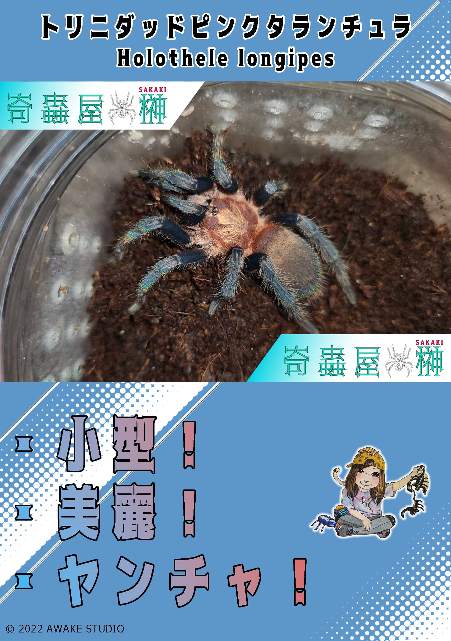 トリニダッドピンクタランチュラ/Holothele longipes【幼体】 | 奇蟲屋