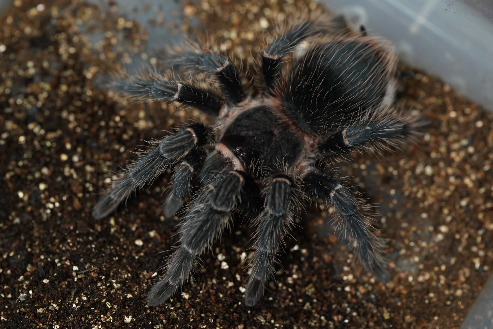 ブラジリアンサーモンピンク/Lasiodora parahybana【ヤングペア
