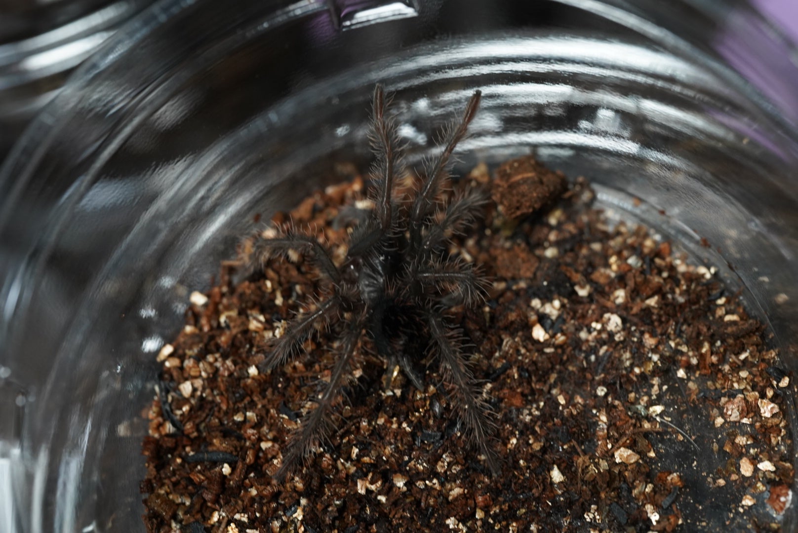 ボリビアンスティーリーブルー/ Pamphobeteus antinous【育った幼体