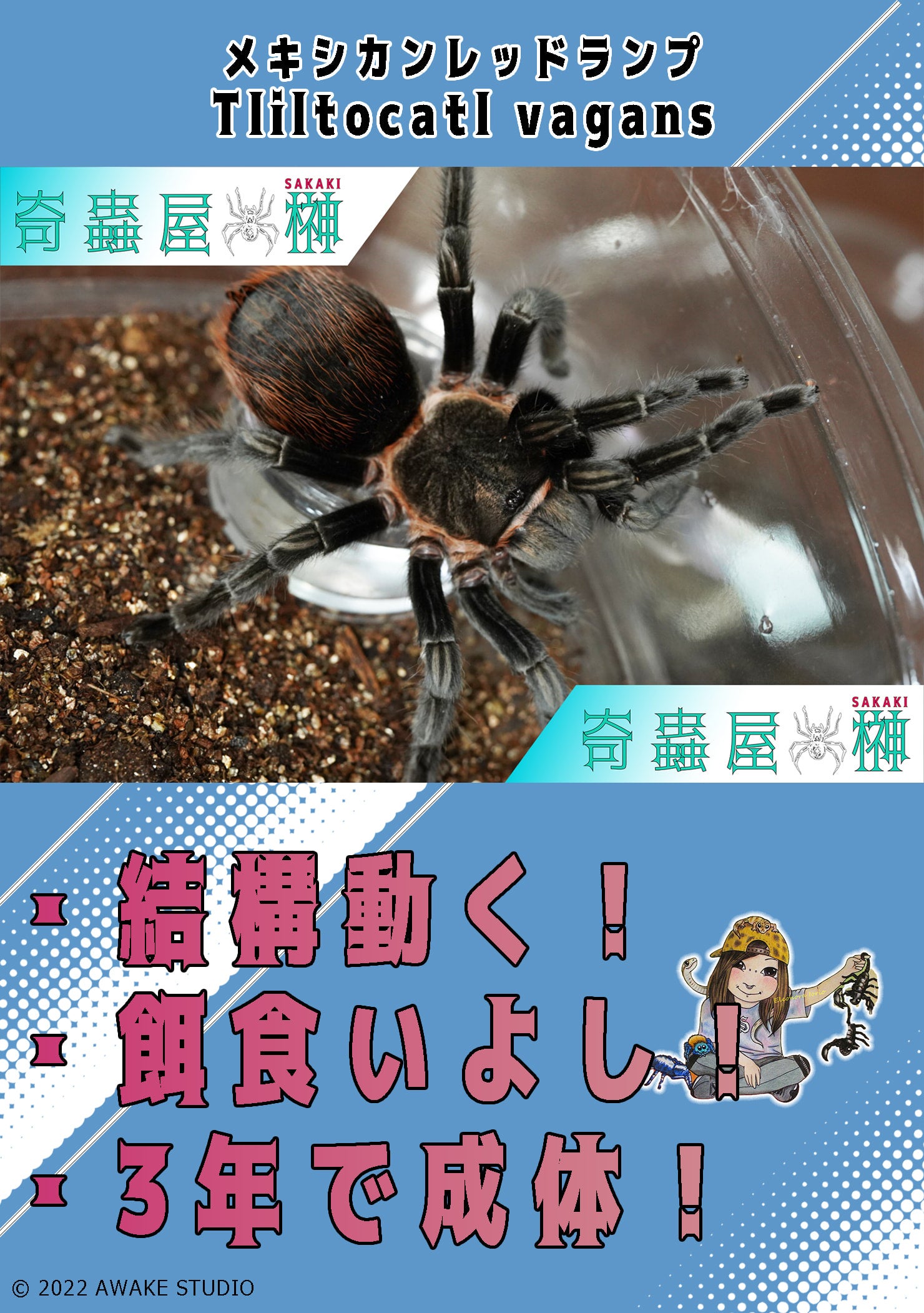 Brachypelma albiceps メキシカンサルファタランチュラ 体長6cmほど