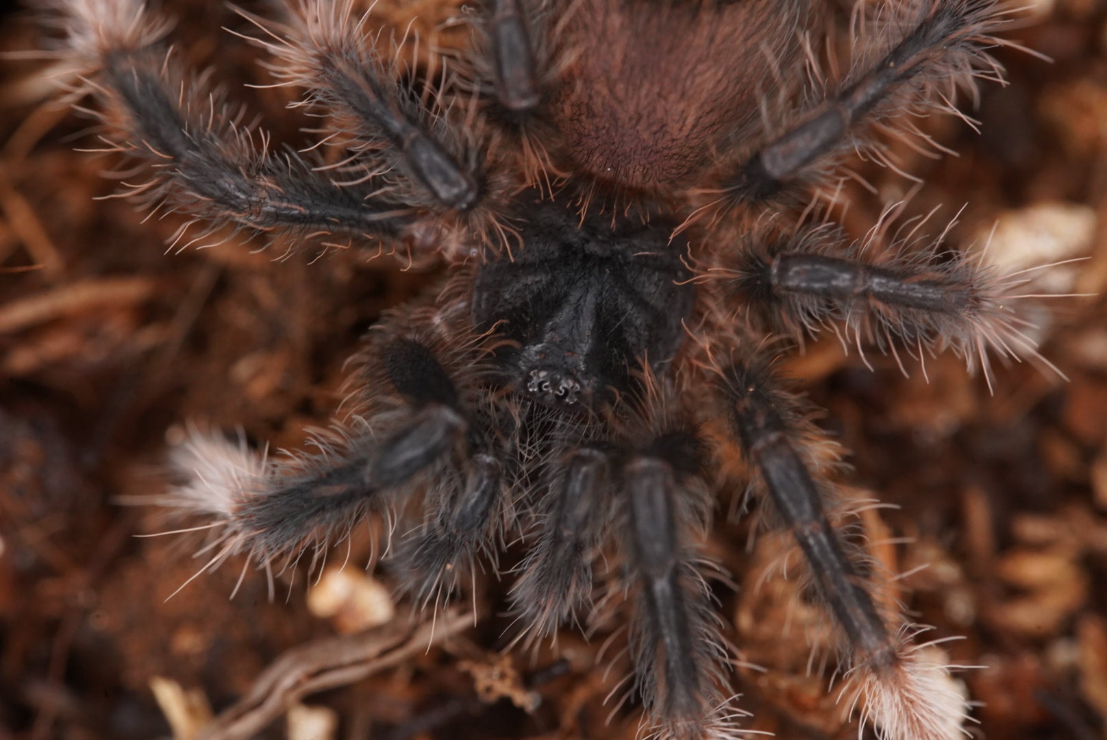 コスタリカンレッドレッグ/Abdomegaphobema mesomelas【幼体】 | 奇蟲