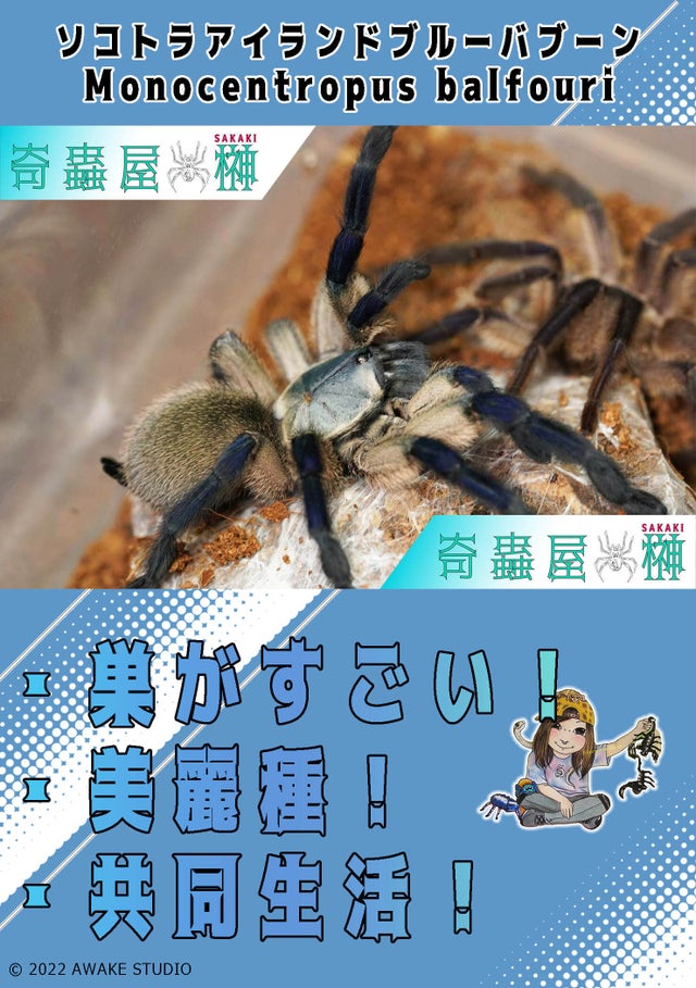 奇蟲屋 榊（タランチュラ通販店）- Japanese Tarantula Online Store