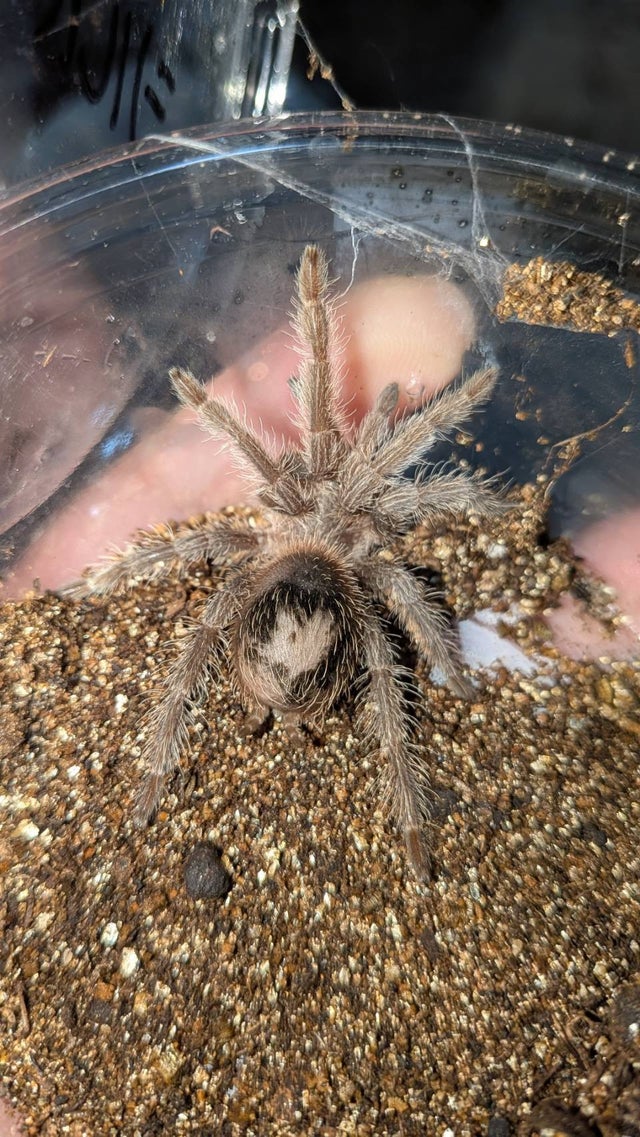 奇蟲屋 榊（タランチュラ通販店）- Japanese Tarantula Online Store