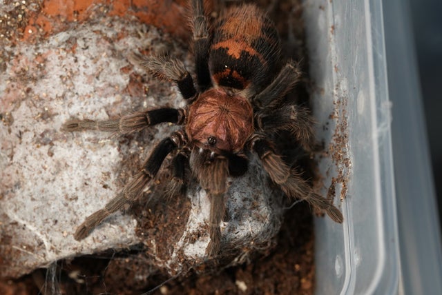 奇蟲屋 榊（タランチュラ通販店）- Japanese Tarantula Online Store
