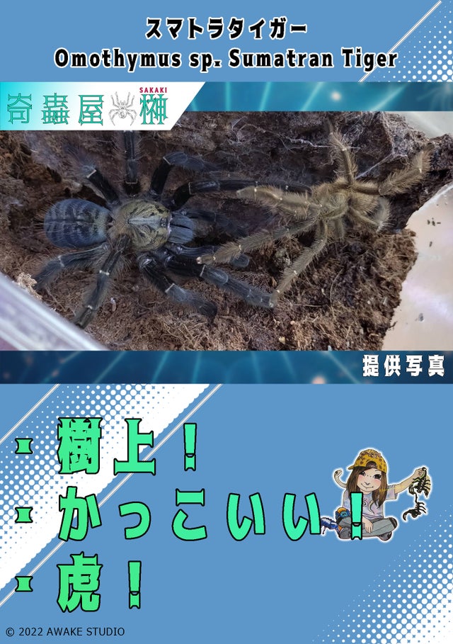 タランチュラの世界 Amazon.co.jp: タランチュラの世界 電子書籍: 冨水明: Kindleストア